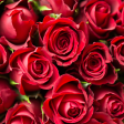 Red Roses Discount