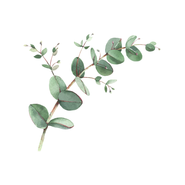 Eucalyptus | Single Note For Discount