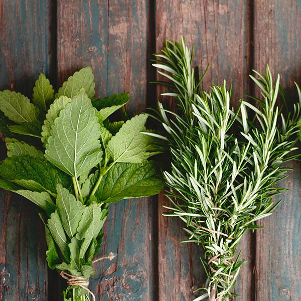 Rosemary Mint Hot on Sale